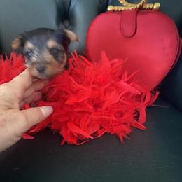 Yorkshire Terrier Puppies for Sale in Englewood, fl