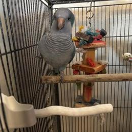 Quaker Parrots for Adoption - 1.5 Years Old in Saint Johns, mi