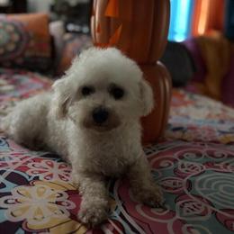 Bichon Frisé dogs looking for a good home in Princeton, nc