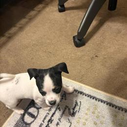 Chihuahua Puppies for Sale in Fayetteville, nc