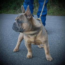 AKC French Bulldog Available - 5 Months Old in Palm Coast, fl
