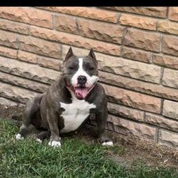 American Bully Puppies Available in Mullica Hill, nj