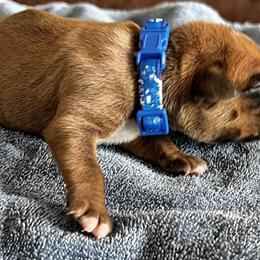 Boxer puppies available, ready to go February 27th, 2026 in Normal, il