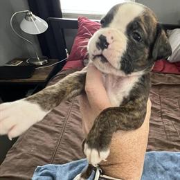AKC Boxer Puppies Ready for New Homes in Normal, il