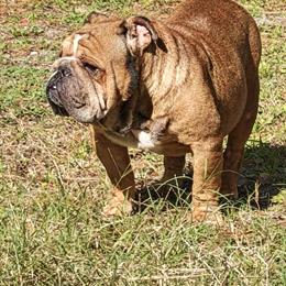 English Bulldog Stud Available for Service in Orange City, fl
