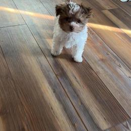 Yorkiepoo Puppy for Adoption in DeFuniak Springs, fl