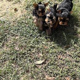 Yorkshire Terrier puppies available today in DeFuniak Springs, fl