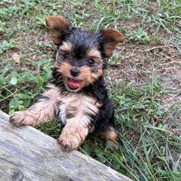 Yorkshire Terrier Puppies Ready for New Homes in DeFuniak Springs, fl
