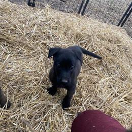 Belgian Malinois Puppies for Good Homes in Nashville, tn