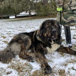 Tibetan Mastiff Female - 2 Years Old Guardian Dog in Newburgh, ny
