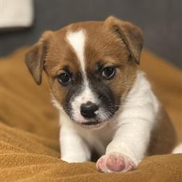 Jack Russell Terrier Puppies Available - 12 Weeks Old in South Deerfield, ma