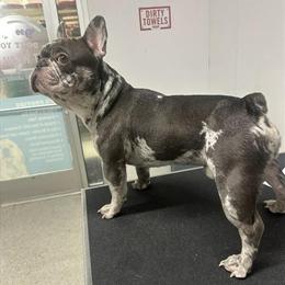 French Bulldog Stud Available for AKC Registration in Charleston, sc