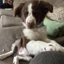 Male Australian Shepherd Available for Rehoming in Flushing, mi