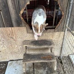 Merle Female Dog Free to Good Home in Parsons, tn