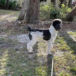 Standard Poodle Available for Stud in Kissimmee, fl