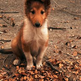 Rough Collie Puppy Available in San Antonio, tx
