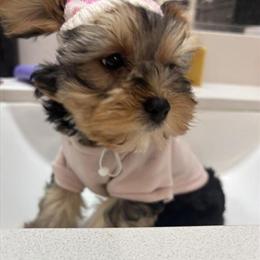 Morkipoo Puppy - 3 Months Old in Washington, dc