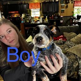 Australian Cattle Dog Puppies Ready Now in Hixson, tn