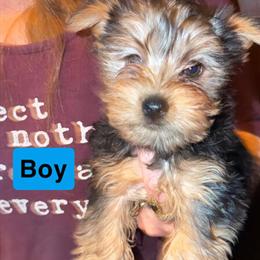 Yorkshire Terrier Puppies Ready for Forever Homes in Chicago, il