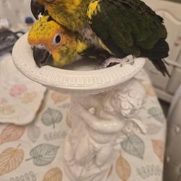 Sun Conures Available for Adoption in Antioch, tn