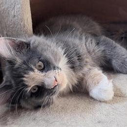 Stunning Maine Coon kitten available for serious inquiries in Des Plaines, il