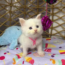 Maine Coons Kittens Ready for New Homes in Appleton, wi