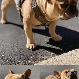 French Bulldog Stud Service Available in New York, ny