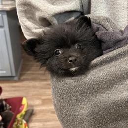 Pomeranian Puppies Ready for New Homes in Greenville, sc