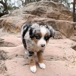 Miniature American Shepherd Puppies Ready for Forever Homes in Summerville, sc