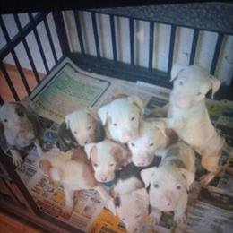 Pitbull Puppies Available - 11 Weeks Old in Shelby, nc