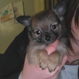 Chihuahua puppy available for adoption in Hillsboro, oh