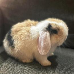 Holland Lop Baby Bunnies Available in February in Atlanta, ga