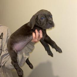 Cane Corso Puppies Available - Dual Registered in Shallotte, nc