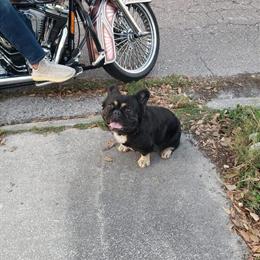 French Bulldog, 3 years old, looking for a forever home in Tampa, fl