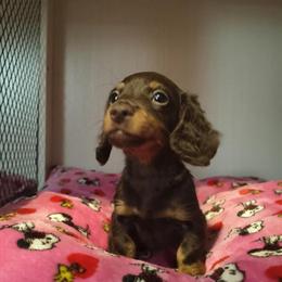 Dachshund puppies, 8 weeks old, ready for new homes in Massillon, oh