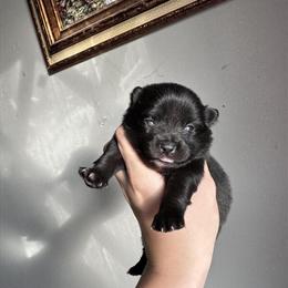 Pomsky puppies available for adoption in Westland, mi