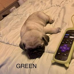 Pug Puppies Ready for New Homes in Southgate, mi