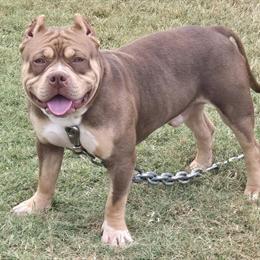Bully for sale - 1 year old male chocolate Tri in Bowling Green, ky
