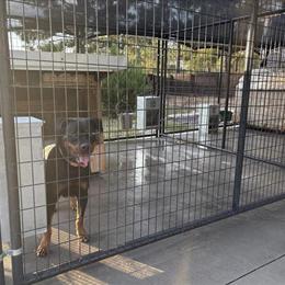 AKC Young Adult Female Dog for Sale in Pinehurst, nc