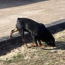 Rottweiler Stud Available for $500 in Pinehurst, nc