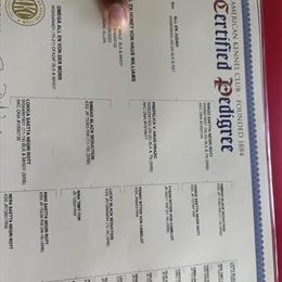 Rottweiler Female - 2 Years Old, AKC Registered in Pinehurst, nc