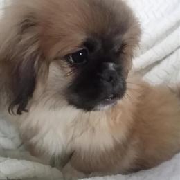 Pekingese Puppy Rocky - Gorgeous Red Color, Available for Adoption in Jacksonville, fl