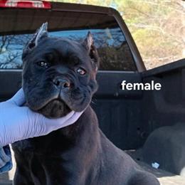 Cane Corso Puppies from Champion Bloodlines in Fitzgerald, ga