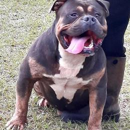 American Bully Male for Adoption in Fitzgerald, ga
