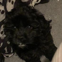 Black Male Cocker Spaniel Puppy Available with AKC Registration in Harlan, ky