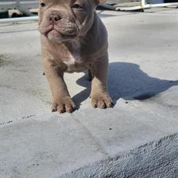 American Bully Female Puppy Ready for New Home in Sandersville, ga