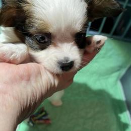 Papillon puppies available in Winter Springs, fl