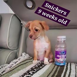 Chihuahua Puppy CKC Registered - 10 Weeks Old in King, nc