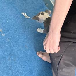 Male American Pit Bull Terrier Puppy for Sale in Brooklyn, ny