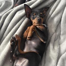 Miniature Pinscher Puppy Available in Medina, oh